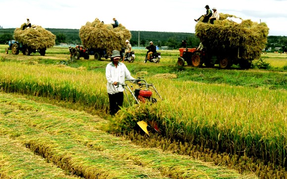 Restructurer l’agriculture : de la politique à la réalité - ảnh 1